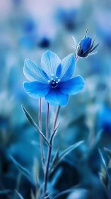 Delicate Blue Blossom in Soft Focus Light.