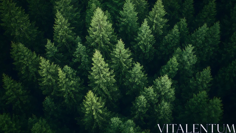 Aerial View of Dense Evergreen Forest in Natural Light.