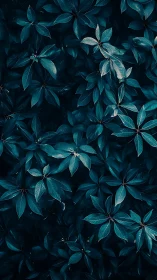 Overhead view isolates teal foliage in low-key botanical study