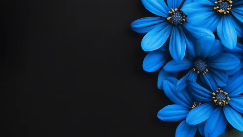 Stunning Blue Daisies Against a Dark Canvas. Radiant Beauty.