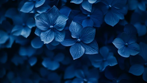 Deep Blue Hydrangea Cluster: Ethereal Botanical Study in Monochromatic Tones.