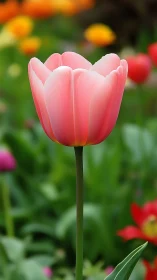 Pink Tulip in Full Bloom Against Garden Backdrop.