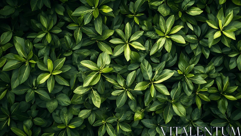 Lush green foliage pattern under soft diffused daylight.