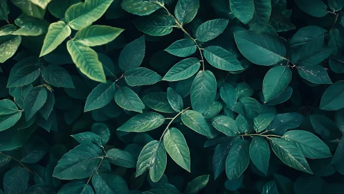 Dense overlapping green leaves form a textured foliage layer