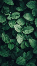 Mint leaves form rich overlapping emerald foliage pattern.