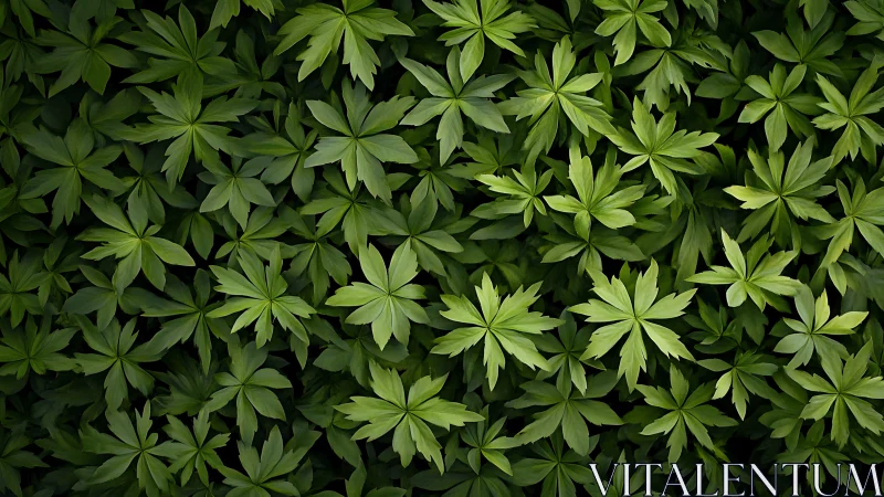 Leafy starbursts quietly tessellate into a lush green maze