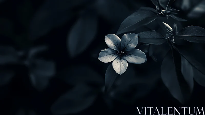 Moonlit Petals: A Delicate Bloom in Darkness.