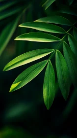 Macro study of pinnate palm leaf with directional backlighting