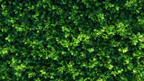 Dense green foliage texture fills uniform overhead frame evenly