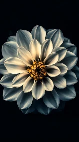 Dahlia Bloom with Luminous Petals Against Dark Background