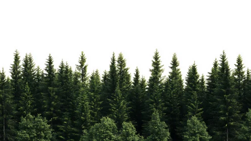 Dense Evergreen Forest Silhouette Under Clear White Sky, Minimalist Style.