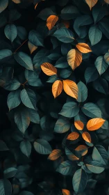 Dark foliage with scattered orange highlighted leaves.