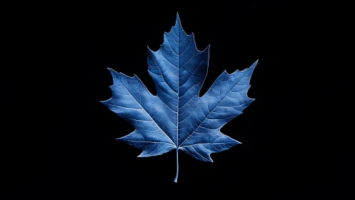 Symmetrical blue maple leaf isolated on deep black ground