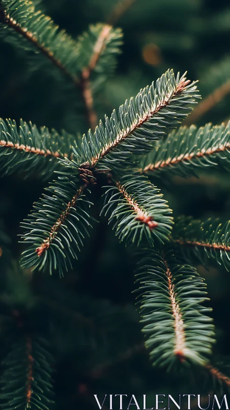 Evergreen fir needles form radial pattern in soft forest light.