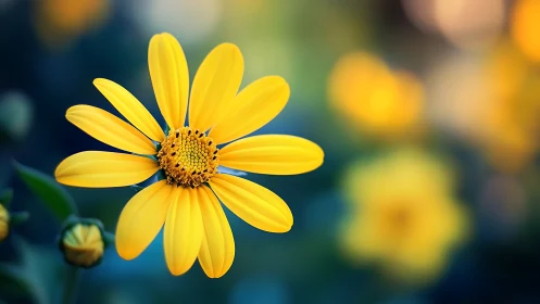 Composite Asteraceae specimen with radial petal morphology and bokeh environment.