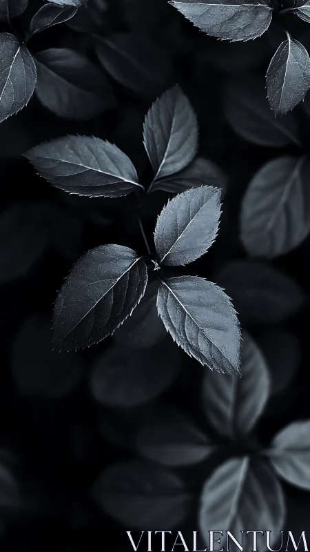 Monochrome foliage study under soft directional light.