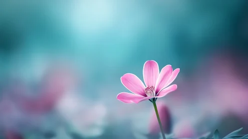 Solitary pink blossom quietly steals a dreamy morning sky