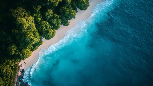 Coastal forest meets turquoise ocean waves from aerial perspective.