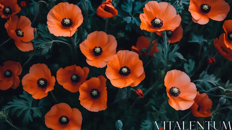 Red poppies with dark teal foliage background