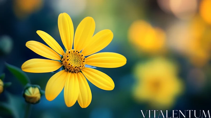 Composite Asteraceae specimen with radial petal morphology and bokeh environment.
