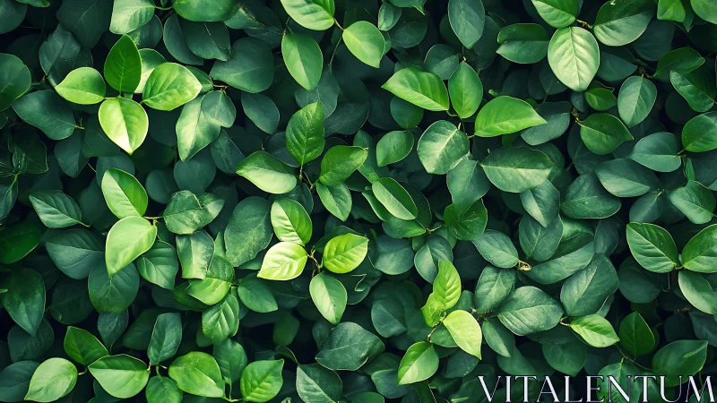 Gentle green leaves creating a soothing natural hideaway.