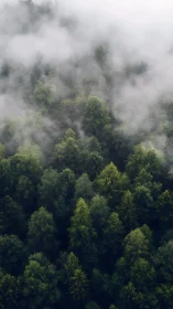 Misty forest landscape with layered evergreen trees shrouded in fog