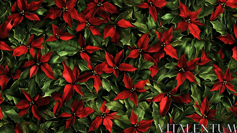 Dense poinsettia foliage pattern with saturated red bracts