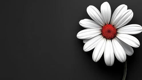 White Daisy with Red Center Against Dark Background