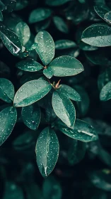 Gentle raindrops resting on deep green garden leaves.