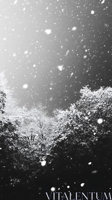 Snowfall veil over winter forest in stark monochrome hush.