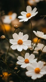 White cosmos flowers with contrasting golden centers and brown buds.