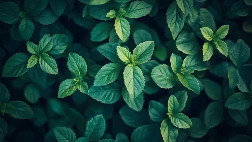 Mint leaves glow in rich teal-green garden light.
