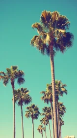 Tall palm trees under clear turquoise blue sky. Period.