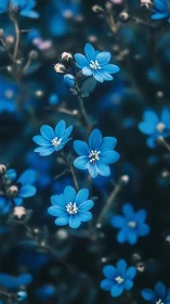Delicate Blue Forget-Me-Not Flowers in Soft Focus Botanical Study.
