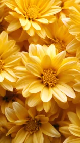 Yellow Chrysanthemum Cluster in Close Detail.