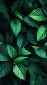 Dark green tropical leaves close-up in layered pattern.