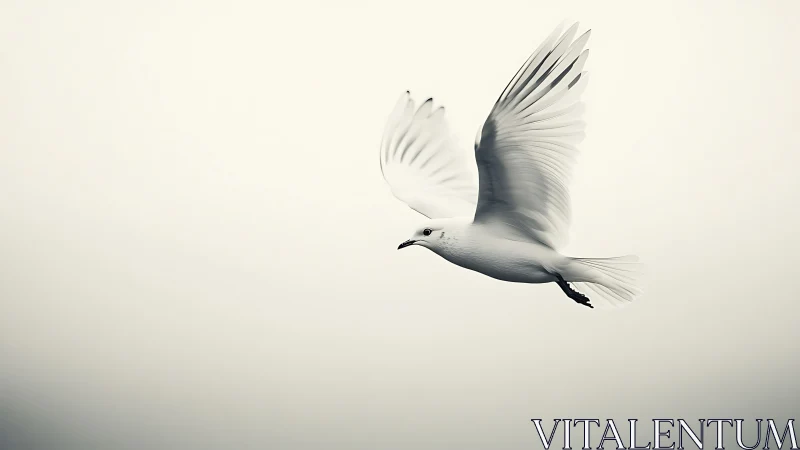 Minimalist monochrome seagull gliding through open sky.