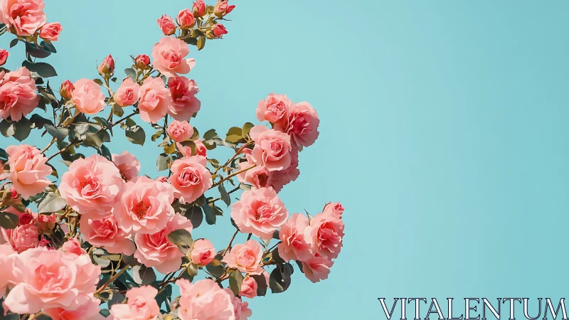 Pink Roses Against Turquoise Sky.