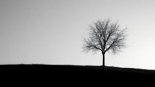 Quiet hillside tree holding stillness in soft grayscale glow.