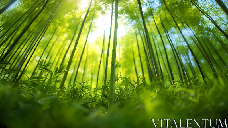 Sunlit bamboo grove with lush green understory perspective.