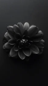 Monochromatic Dahlia with Dramatic Chiaroscuro Lighting.