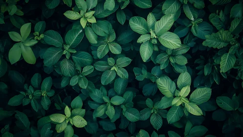 Lush overlapping green leaves create a tranquil pattern.