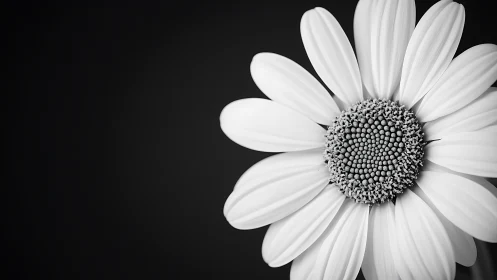 Monochrome Daisy Bloom Close-Up Against Dark Background