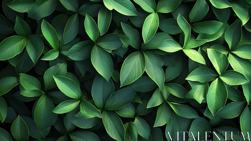 Dense overlapping green foliage with uniform leaf pattern.