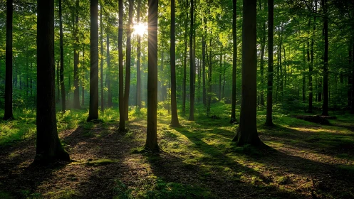 Sunlight Streaming Through Lush Green Forest, Serene Nature Scene.