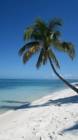 Leaning Coconut Palm with Turquoise Lagoon Seascape, Tropical Beach