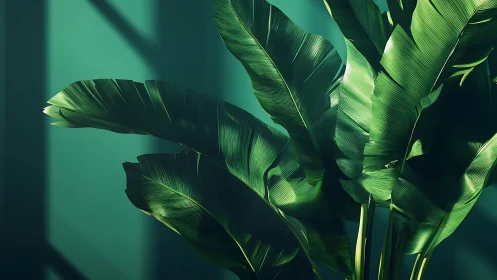 Banana leaves in dramatic directional window light.