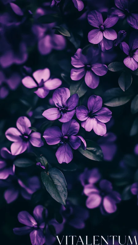 Purple Flowers Dancing in Shadow.