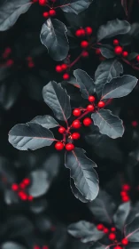 Dark holly leaves with vivid red berries in moody focus.
