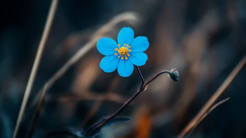 Solitary Blue Flower with Golden Center Against Soft Bokeh.